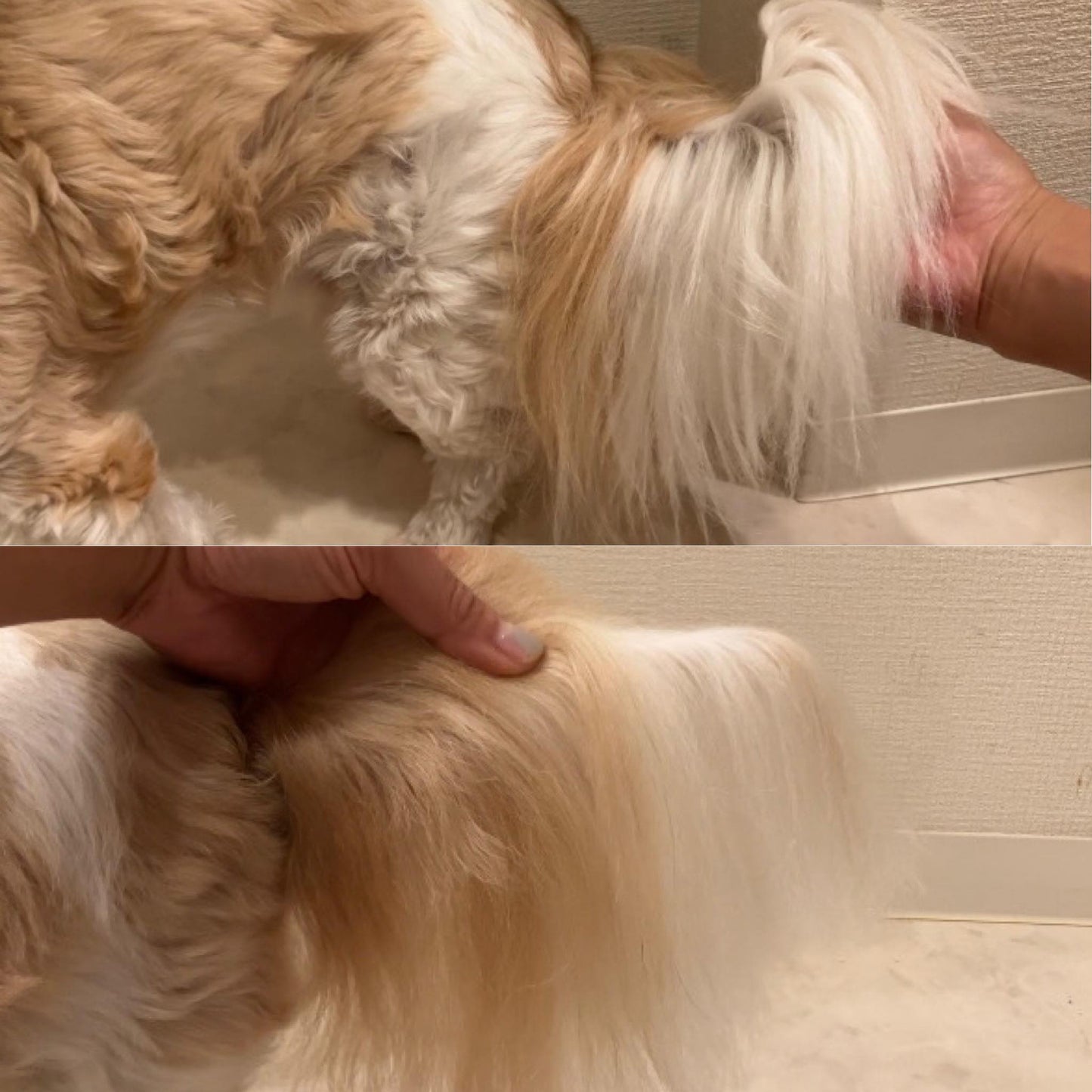 《KAPONO》 イヌトヒトヘアコンディショニングミスト